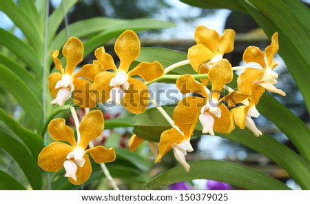 Vanda denisoniana orchid. Vanda hybrids orchids. yellow orchids.