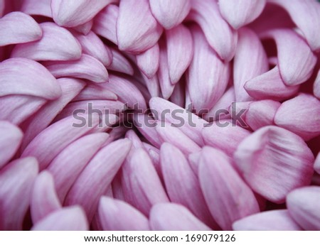 background of Chrysanthemum flower or mums flower