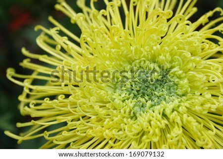 yellow Chrysanthemum flower or mums flower