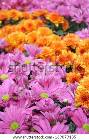 background of colorful Chrysanthemum flower or mums flower
