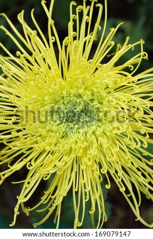 yellow Chrysanthemum flower or mums flower
