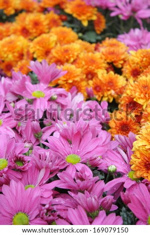 background of colorful Chrysanthemum flower or mums flower