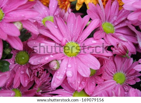 pink Chrysanthemum flower or mums flower with water drop