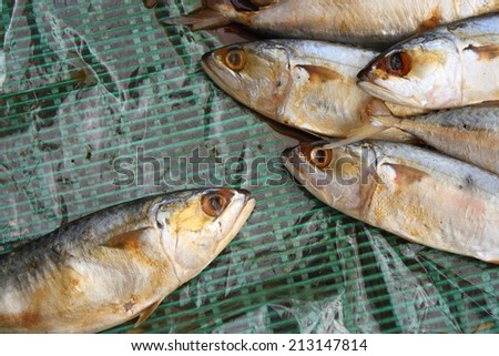 ?big fish talk to small fish. dull mackerel fish were sold in local market.