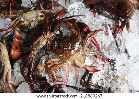 fresh crab on ice in market