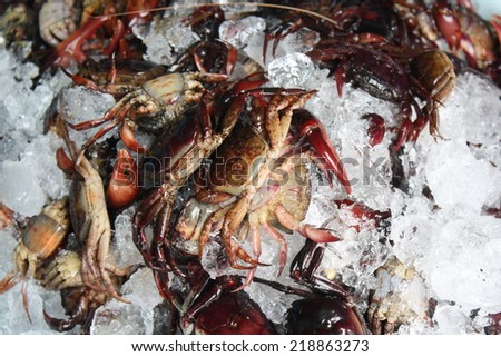 fresh crab on ice in market