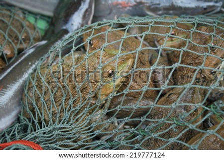 frog in net waiting customer to sale them in local market