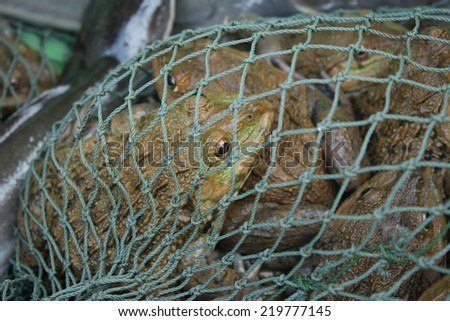 frog in net waiting customer to sale them in local market