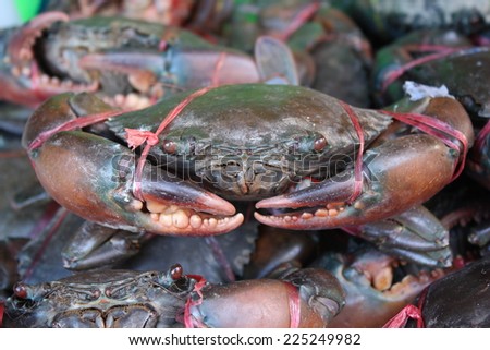 fresh wrapped sea crab in market