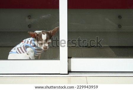old chihuahua dog wearing dress's dog enjoying sun bath (feel sleepy)