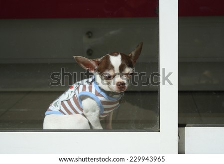 old chihuahua dog wearing dress's dog enjoying sun bath (feel sleepy)
