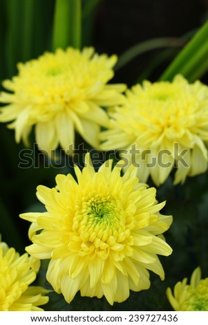 yellow mums flower. yellow auburn Chrysanthemums flowers