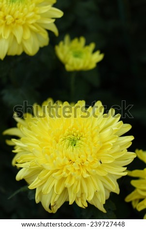 yellow mums flower. yellow auburn Chrysanthemums flowers