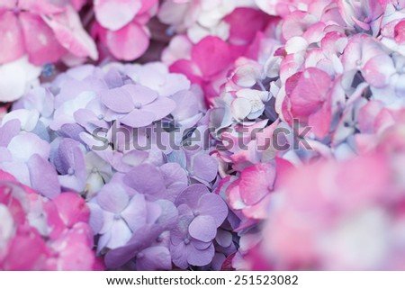 hydrangea flower, purple and pink hydrangea flower