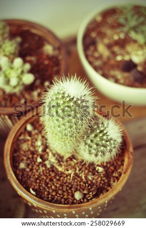 cactus in pot post-processed to be vintage style picture