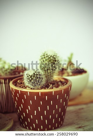 cactus in pot post-processed to be vintage style picture