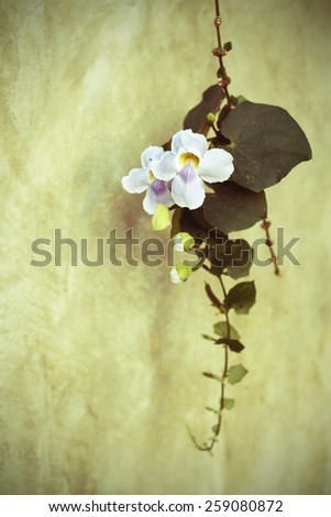 Bengal Trumpet flower hanging on exposed concrete wall (post processed to be vintage style picture)