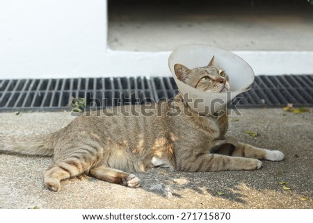 injured thai cat wearing Elizabethan collar. Thai cat with E-collar.