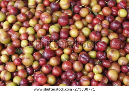 background of wild cherry.  young and ripe wild cherry.