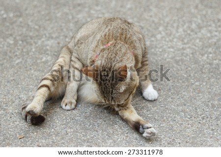 limbless thai cat grooming its self