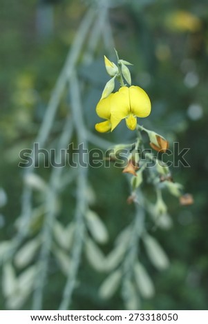 Sunn hemp flower in garden. yellow flower. yellow flower and green background.