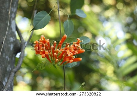 Orange trumpet flower in garden. Orange trumpet, Flame flower, Fire-cracker vine flower.