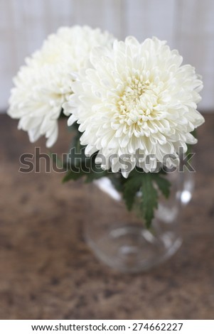 white chrysanthemum flower on old wooden table against white grunge wooden background