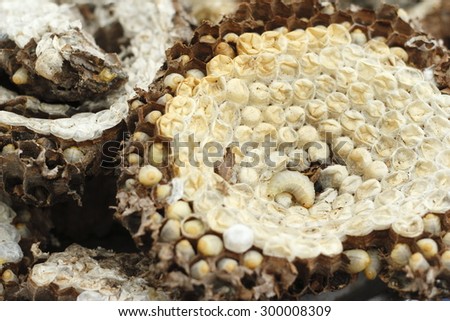 hornet\'s nest with larva. wasps\' nest with larva.