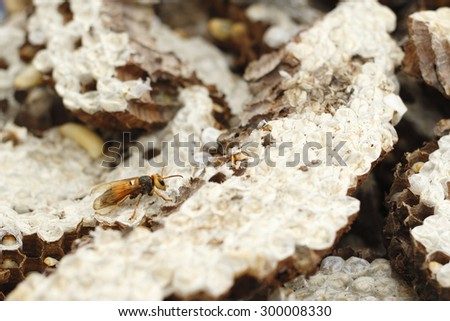 hornet\'s nest with larva. wasps\' nest with larva.