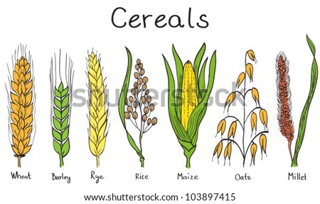 Oat Cartoon