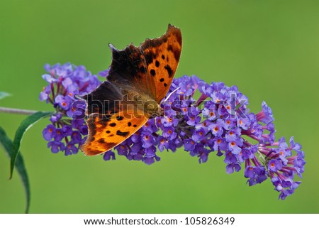 Question Mark butterfly (Polygonia interrogationis) feeding on purple butterfly bush flowers. Natural green background with copy space.