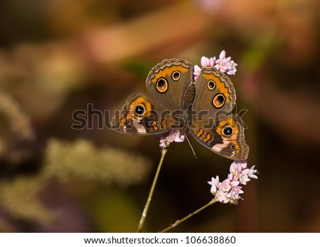 Common Buckeye butterfly (Junonia coenia) feeding on pink fall flowers. Natural brown green background with copy space.
