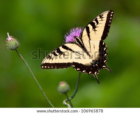 Eastern Tiger Swallowtail butterfly (Papilio glaucus) feeding on thistle flowers. Natural green background with copy space.