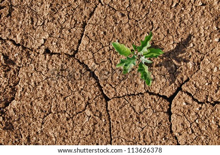 Drought cracked soil with lonely plant growing through