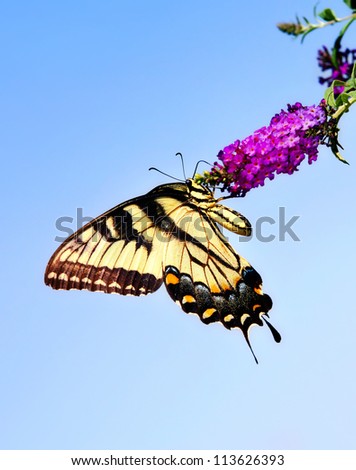 Eastern Tiger Swallowtail butterfly (Papilio glaucus) feeding on purple butterfly bush flowers. Blue sky background with copy space.