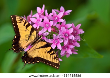 Tiger Swallowtail butterfly feeding on pink pentas flowers. Natural green background.