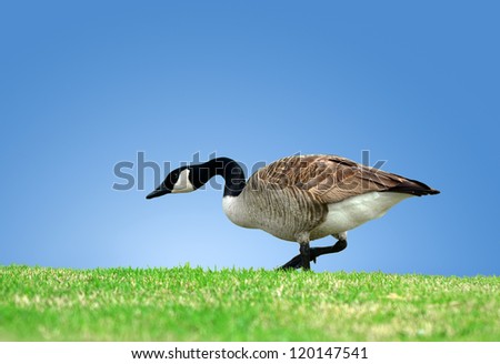 Canada Goose strolling on the grass against blue sky