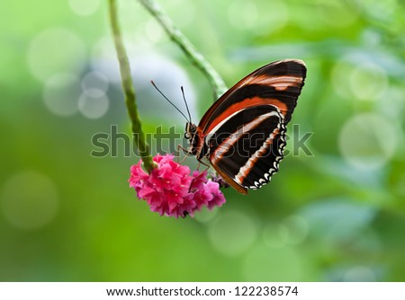 Banded Orange butterfly (Dryadula phaetusa) feeding on pink flowers. Natural green background.