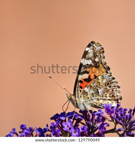 Painted Lady butterfly (Vanessa cardui) feeding on purple butterfly bush flowers. Copy space.