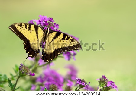 Eastern Tiger Swallowtail butterfly (Papilio glaucus) feeding on purple flowers. Natural green background with copy space.