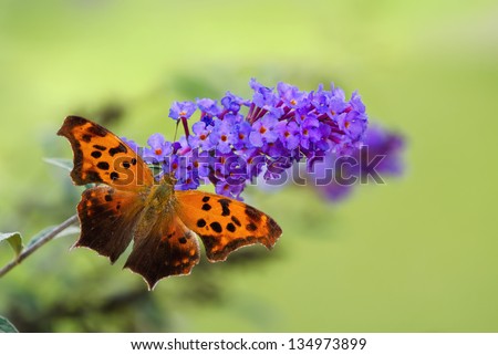 Question Mark butterfly (Polygonia interrogationis) feeding on purple butterfly bush flowers. Natural green background with copy space.