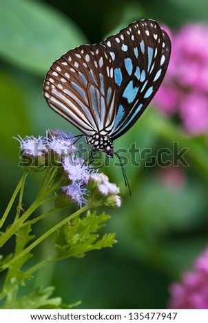 Dark Blue Tiger (Tirumala septentrionis) butterfly feeding on Gregg\'s Mist flowers
