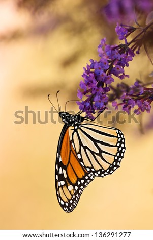 Monarch butterfly (Danaus plexippus) feeding on purple butterfly bush flowers, ventral view. Copy space.