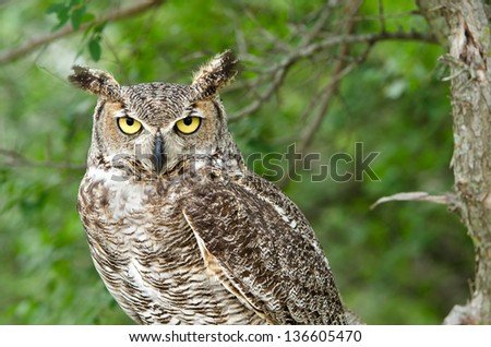 Portrait of Great Horned Owl (Bubo virginianus), aka Tiger Owl