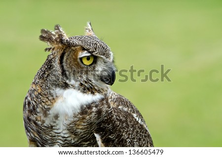 Portrait of Great Horned Owl (Bubo virginianus), aka Tiger Owl, against soft green background