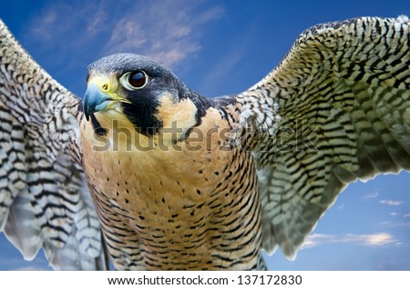 Peregrine Falcon (Falco peregrinus), aka Duck Hawk, the fastest animal on earth. Wings open against blue sky.