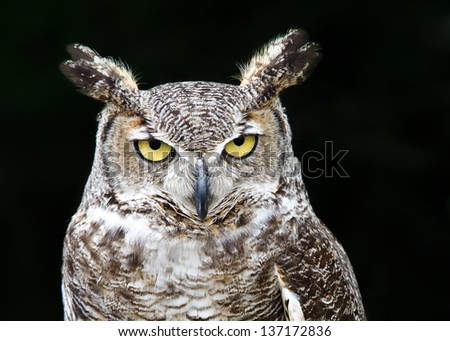 Portrait of Great Horned Owl (Bubo virginianus), aka Tiger Owl, on dark background