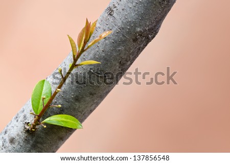 New sprout growing from tree trunk in spring. Concept new beginning and growth.