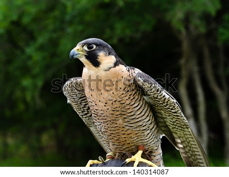 Peregrine Falcon (Falco peregrinus), aka Duck Hawk, the fastest animal on earth