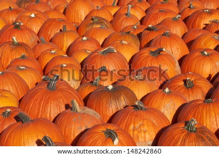 Pumpkins for sale at a pumpkin patch